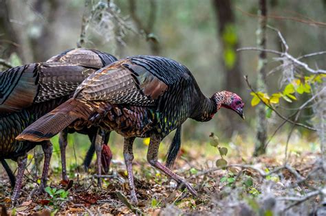 Pandemic Fueled Surge In Wild Turkey Hunting Tests Declining