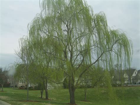 Weeping Willow Trees Find A Willow Tree Here Nashville Middle Tn Area