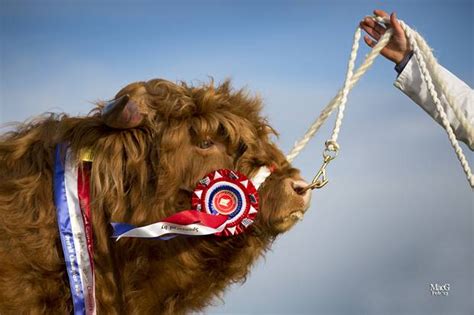 Highland Cattle Society Beef Breed Societies National Beef Association