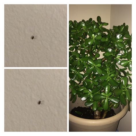 37 Small Black Flies In House Plants