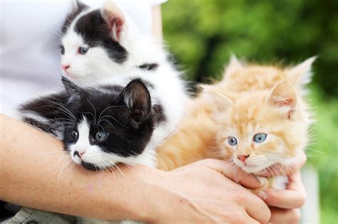 Kitten Season Its The Best Time To Adopt As Your Shelter Takes In