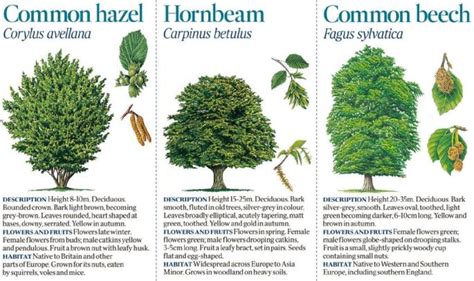 The Great British Tree Guide The Times