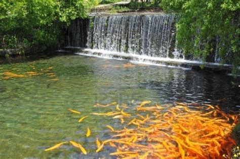 How big should koi pond be : 7 Most Breathtaking Koi Fish Ponds - Qnud