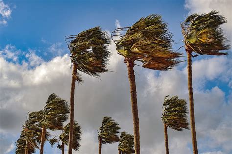 Free Download Palm Trees Wind Windy Weather Nature Stormy