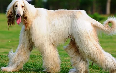 Lovely Dogs Afghan Hound Dog From Afganistan