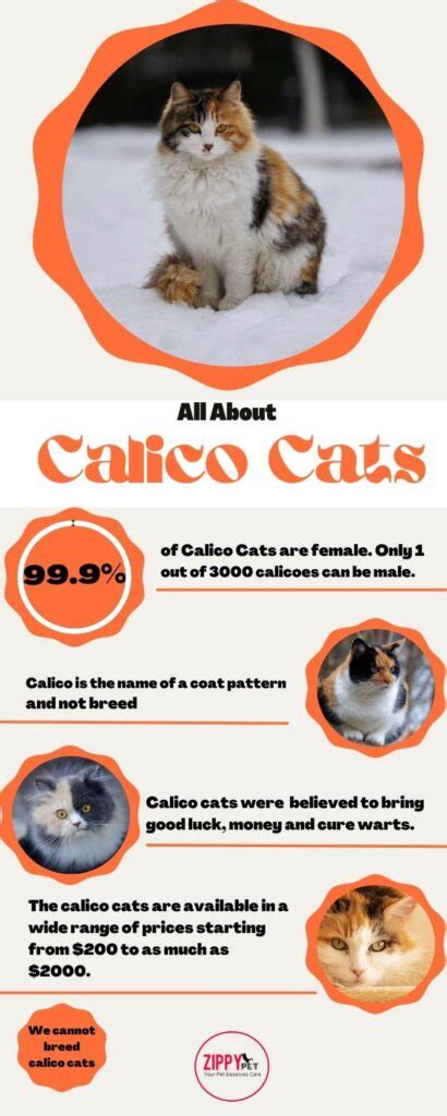 Calico Cat Breed Personality Facts And Prices Zippy Pet