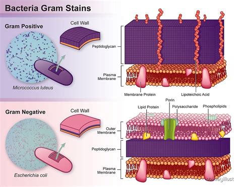 Gram Positive Vs Gram Negative Bacteria By Stanleyillust