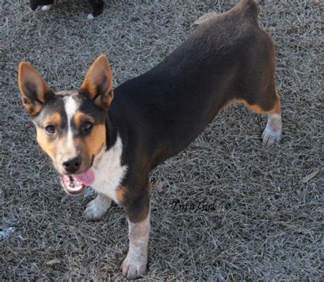 We did not find results for: Sweet Aussie/Blue Heeler/Jack Russell Terrier Mix for Sale ...