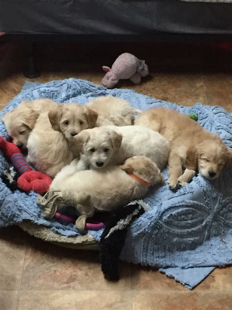 The golden is believed to have this dog was bred as a hunting breed well suited to chilly water, in order to retrieve game from the many small lakes, rivers or ponds that covered the area. Golden Acres - Miniature~Medium Goldendoodle Puppies Spokane Washington