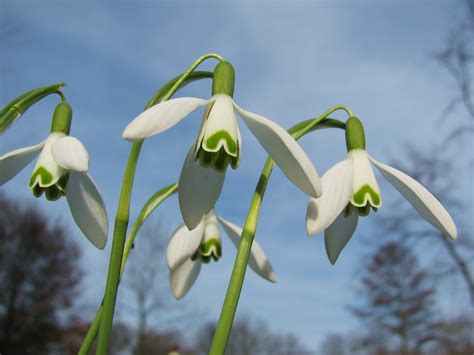 Maybe you would like to learn more about one of these? Schneeglöckchen im Februar….. | Allerlei Frauerlei ...
