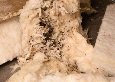 We specialize in rodent proofing, clean up, sanitize, insulation replacement, all insect, spiders, ants, & bee control. Rodent Exclusion & Trapping | Crawl Pros: Crawl Space ...
