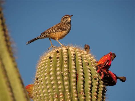 Desert Colors Birds On Saguaros