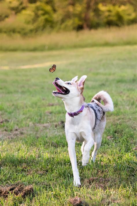 Husky Mix Puppy Butterfly South Park Bark And Gold Photography
