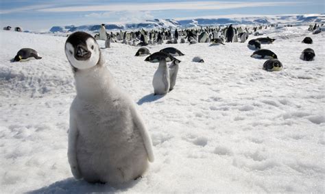 15 Fun Facts About Penguins Imageantra