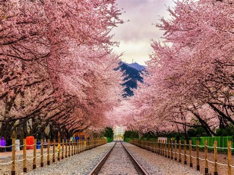 Belanja murah baju musim semi di korea. Menyambut Musim Semi Dengan Festival Bunga Sakura Terbesar ...