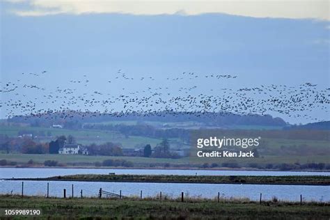 A Flock Of Pink Footed Geese Fly Above Loch Leven National Nature