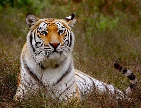 Superbnature Tiger Wildlife Wild Cats