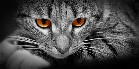 Cat With Scary Red Glowing Eyes Stock Photo Image Of Expression