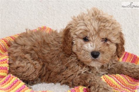 Read expert reviews & compare pet insurance options. Cavapoo puppy for sale near Grand Rapids, Michigan | e8f714de-5141