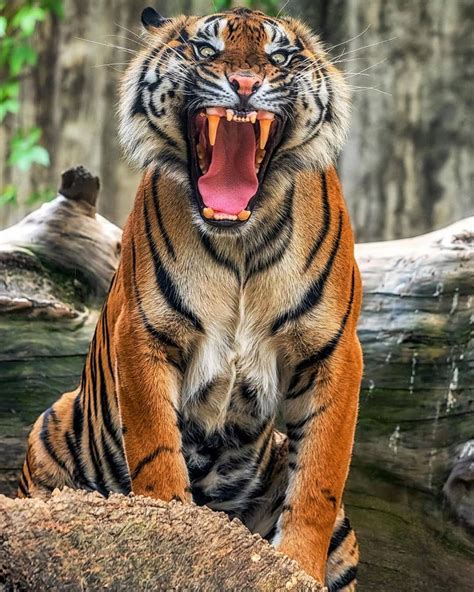 Wildlife Bigcats No Instagram “sumatran Tiger Photo By 📷patrik