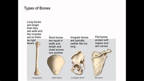 Examples Of Flat Bones Proplily