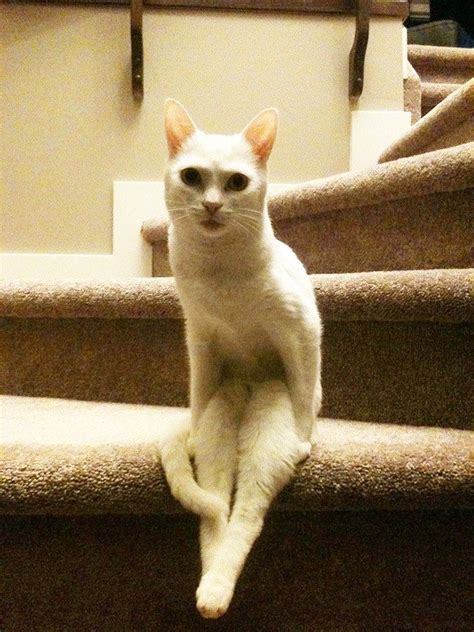 Some Cats Have Never Quite Mastered The Art Of Sitting Properly Cute