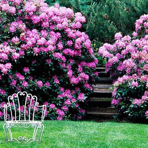 It blooms from summer to frost, so it'll brighten up your garden for weeks on end. Use Evergreens to Make an Impact | Gardens, Summer and Deer