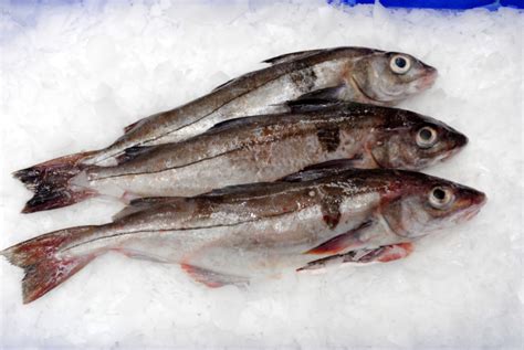 Fresh Haddock Marrfish Wholesale Fish And Seafood Delivery
