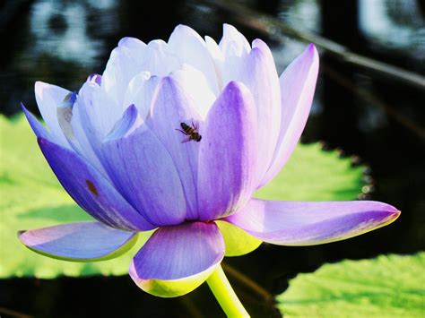 A great opportunity to own a diy/full service dog grooming salon in the heart of central texas. International Waterlily Display San Angelo, TX July 10 ...