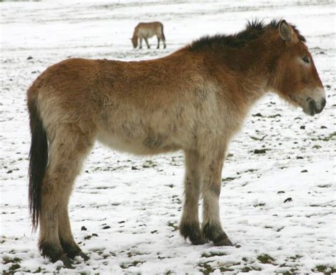 Prehistoric Horse Genome Decoded Pushing Back Origins Of Equine