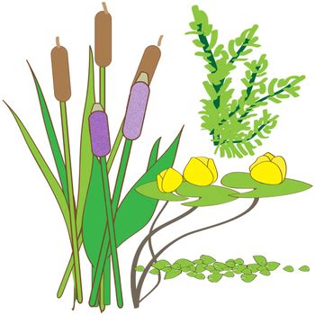 Riendly brown horse outine clipart: Pond Zones and Aquatic Plants Clip Art by The Painted Crow ...
