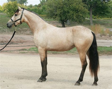 Buckskin ist eine haarfarbe von pferden , die sich auf eine farbe bezieht, die bestimmten schattierungen von. Friesian Heritage Horse Inspection Reults 2009