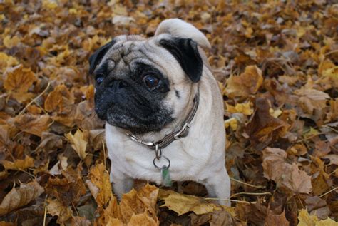 Chico Pug Autumn Pugs Pug Pictures Fall Dog Pictures
