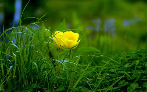 2018 Beautiful Yellow Flowers Plant Nature Photography Preview