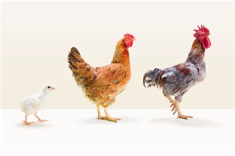 How Do Chickens Mate Tips For Breeding Hens And Roosters Know Your