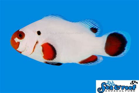 We did not find results for: Wyoming White - Clownfish - Marine Ornamental Fish - Sea ...