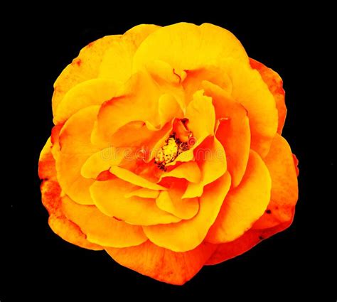 Orange And Yellow Flower On Black Background Stock Photo Image Of