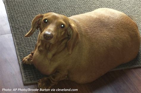 Obesity in dogs is an epidemic, and a. Fat Dog—Bedtime Math—Daily Math