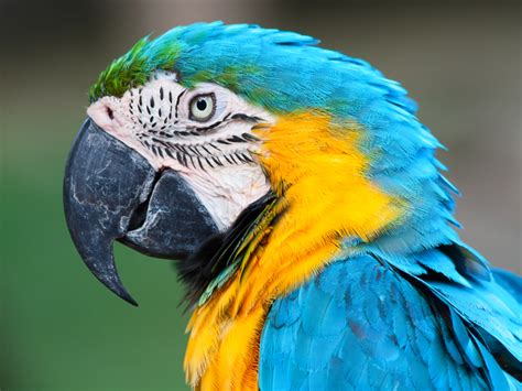 Only two or three eggs are laid in a nest. Blue and Gold Macaw Bird Breed Information and Pictures ...