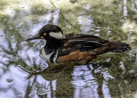 Male Hooded Merganser Duck Stock Photo Image Of Feather 99641110
