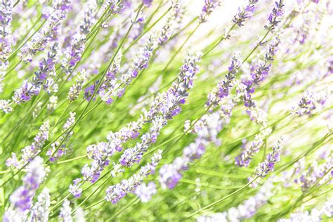 Sunshine Of Lavender Photograph By Amy Sorvillo Fine Art America