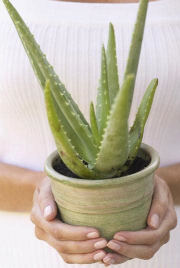 There are four levels to achieve in the program, as the insider points accumulate. Aloe Vera: A Self-Regenerating First-Aid Kit | The Old ...