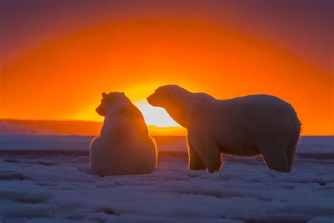 Wallpaper Sunlight Animals Sunset Sea Sunrise Ice Morning