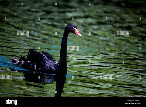 Black Swan Swimming In Water Cygnus Atratus Stock Photo Alamy