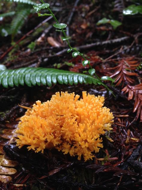 Rain Creates Colorful Mushroom Show Save The Redwoods League