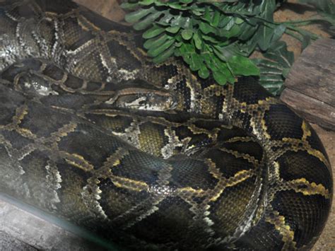 Python Bivittatus Burmese Rock Python In Dusit Zoo