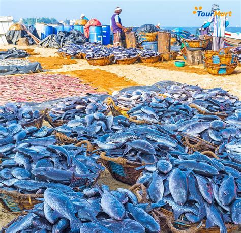 Negombo Fish Market All You Need To Know Before You Go