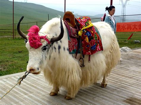 How long do Yaks live