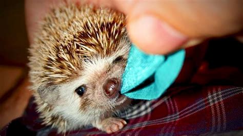 Cute Hedgehog 😅 Funny And Cute Hedgehog Part 1 Epic