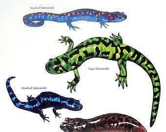 Salamanders Print Spotted Salamander Tiger Salamander Marbled